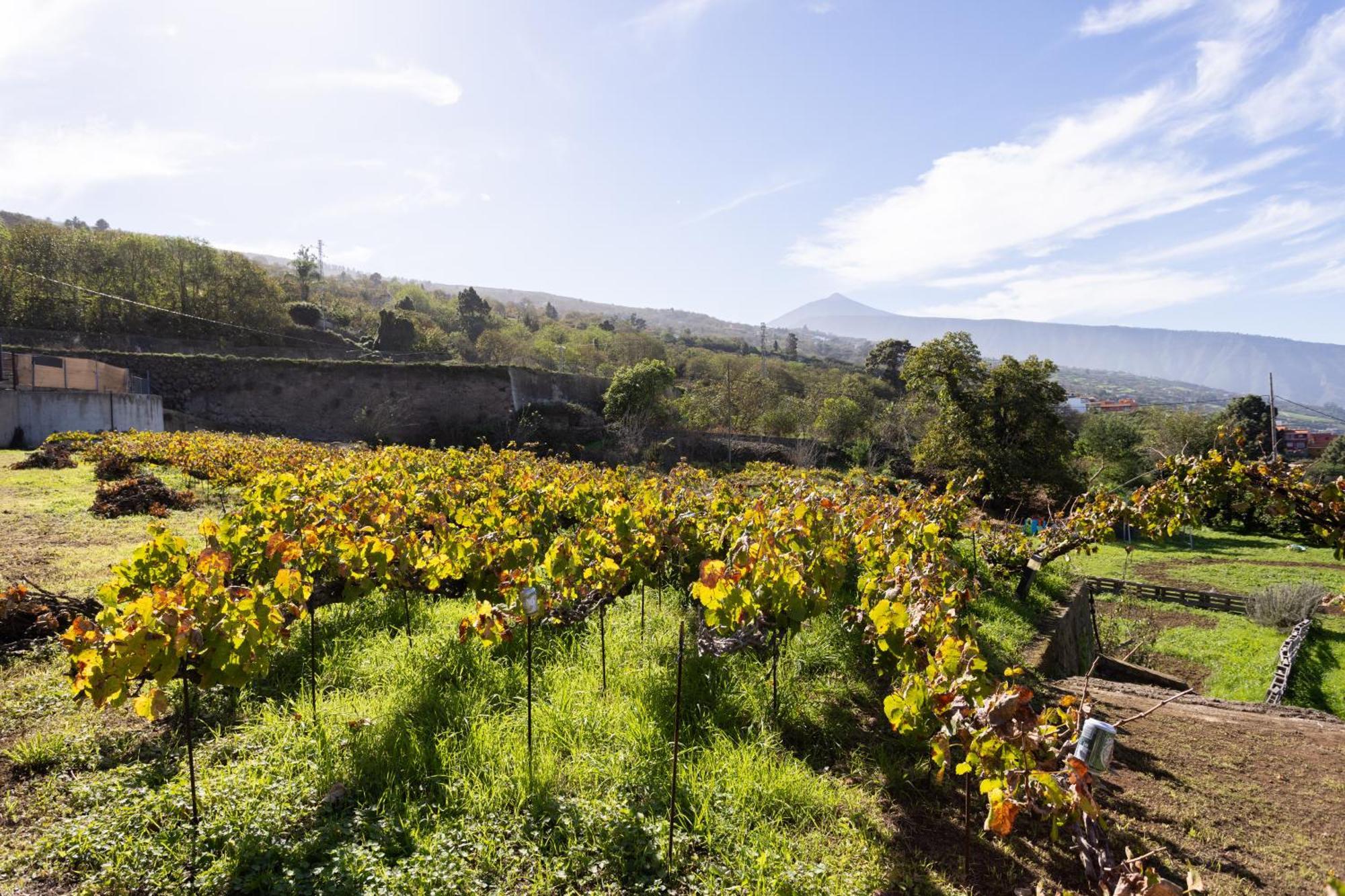 Ek Drago Finca El Milagro La Orotava Ngoại thất bức ảnh