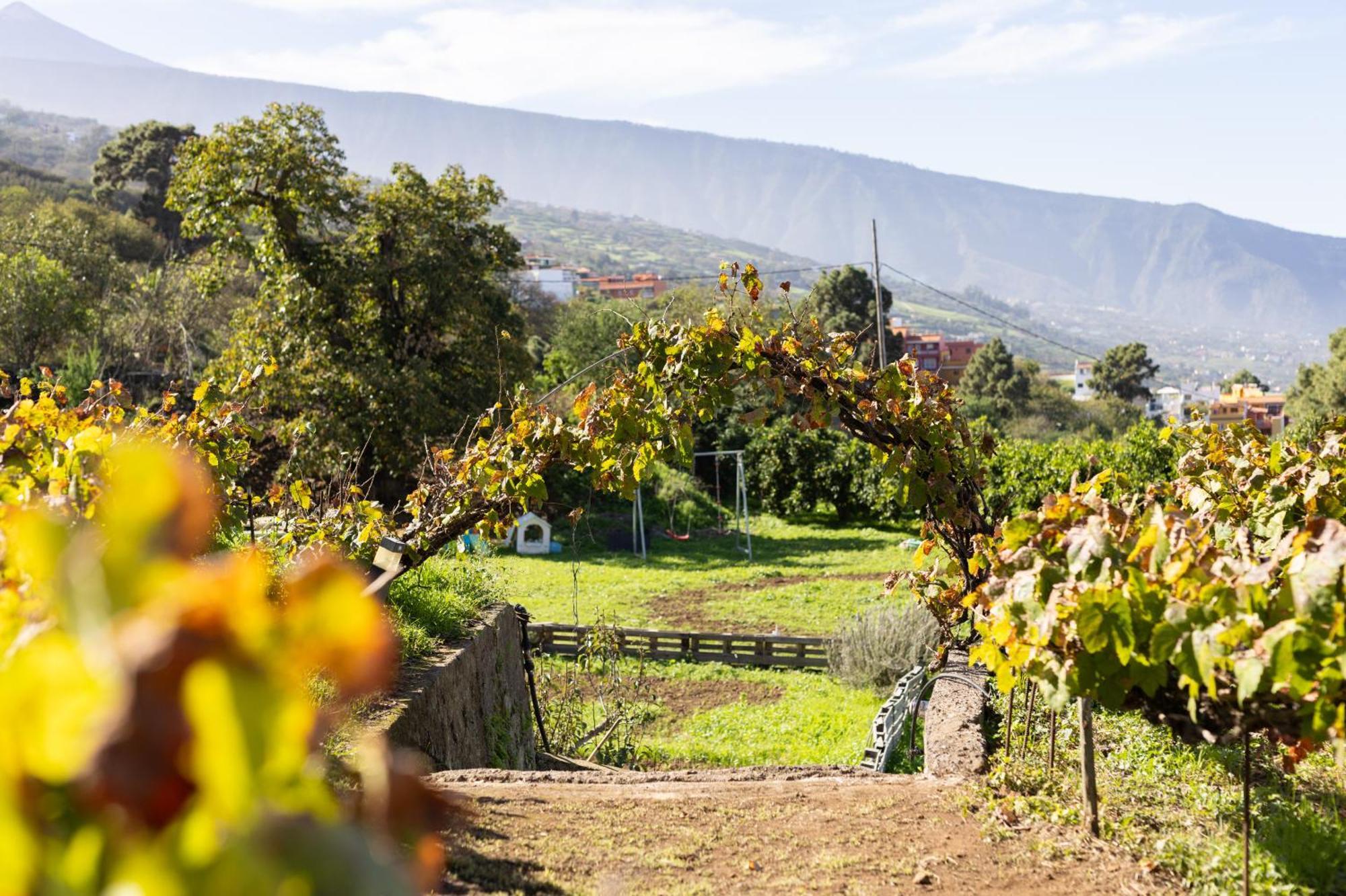 Ek Drago Finca El Milagro La Orotava Ngoại thất bức ảnh