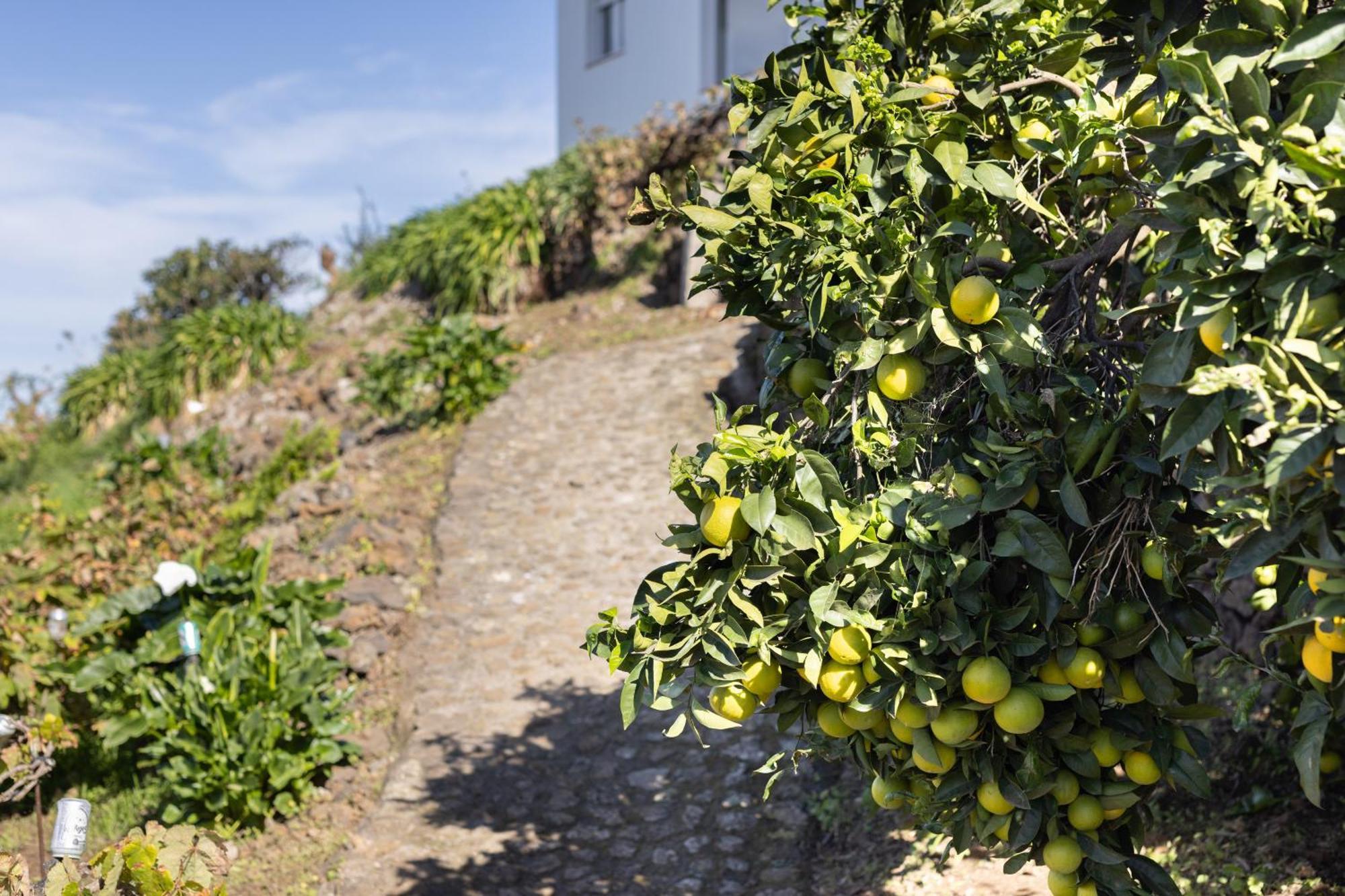 Ek Drago Finca El Milagro La Orotava Ngoại thất bức ảnh